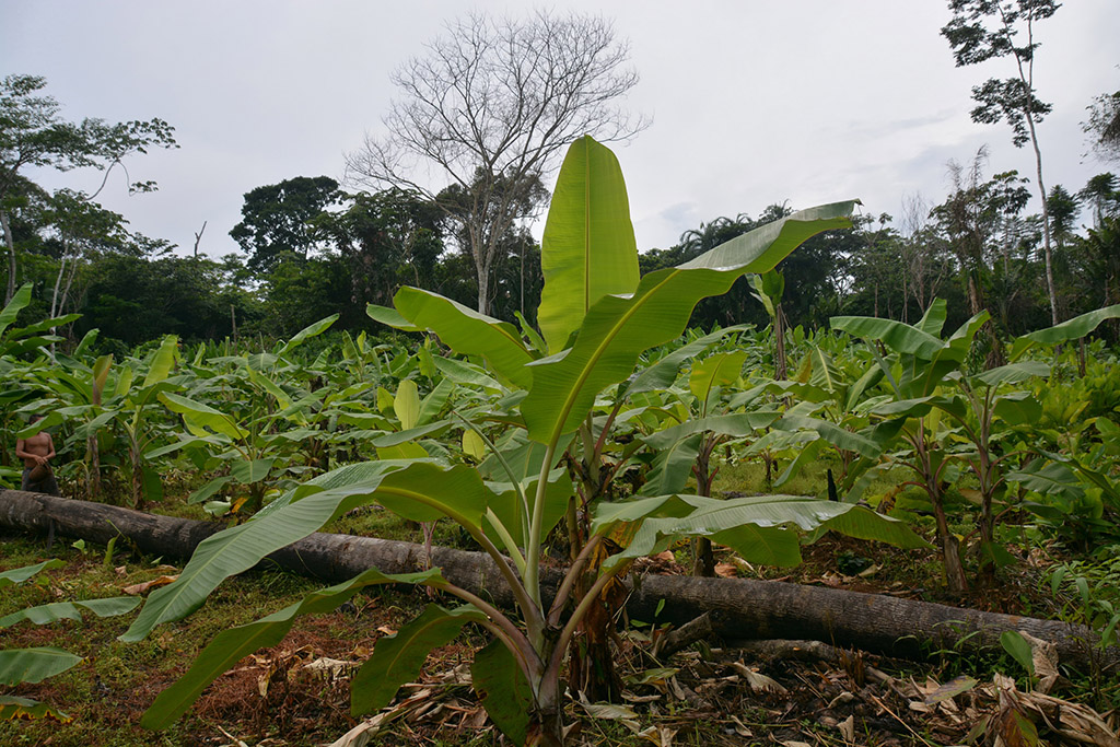 24 INMD Plantacao de bananeiras